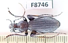 F8746. Insects, Carabidae: Carabus Sp. Vietnam North. 1900M. Fixed Price $6.00.